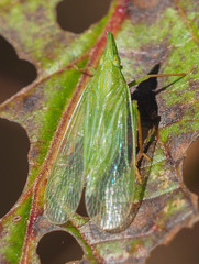 Rhynchomitra microrhina