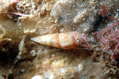 Cacozeliana granarium