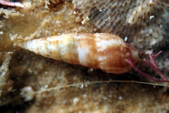 Cacozeliana granarium