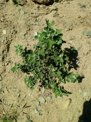 Chenopodium berlandieri