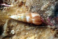 Cacozeliana granarium