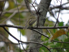 Myiopagis viridicata