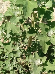 Chenopodium berlandieri