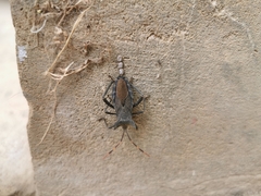 Elasmopoda valga