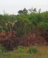 Cestrum laevigatum