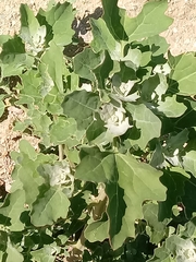 Chenopodium berlandieri