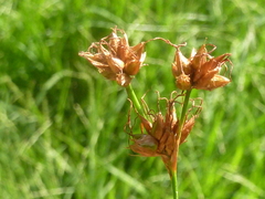 Cladium mariscoides