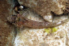 Lepidoblennius marmoratus