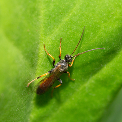 Pimpla