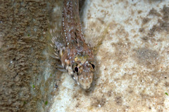 Lepidoblennius marmoratus