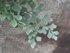 Asplenium ruta-muraria