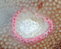 Coralliophila violacea