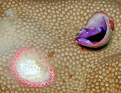 Coralliophila violacea