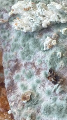 Penicillium digitatum