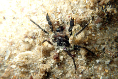 Halicarcinus ovatus
