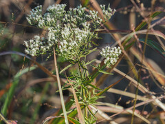 Eupatorium hyssopifolium