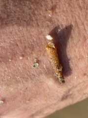 Pectinariidae