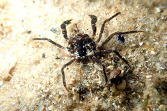Halicarcinus ovatus