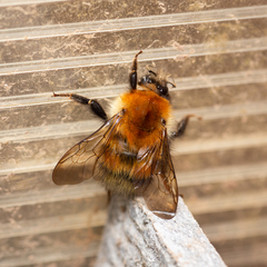 Bombus schrencki