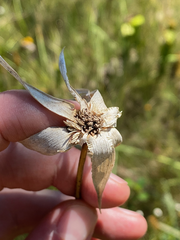 Rhynchospora latifolia