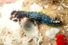 Neoamphicyclus mutans