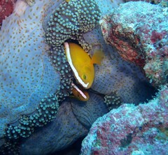 Stichodactyla mertensii