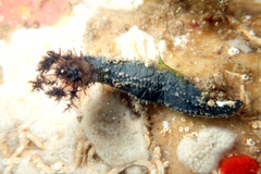 Neoamphicyclus mutans