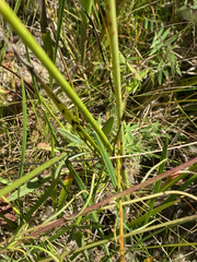 Rhynchospora latifolia