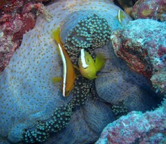 Stichodactyla mertensii