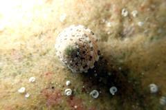 Notogibbula preissiana