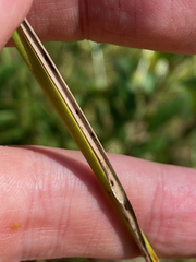 Rhynchospora latifolia