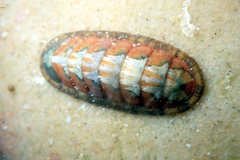 Ischnochiton contractus
