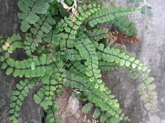 Asplenium trichomanes