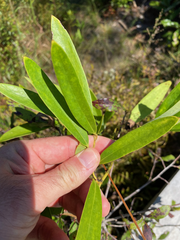Smilax laurifolia