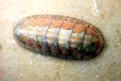 Ischnochiton contractus