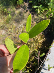 Smilax laurifolia