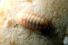 Ischnochiton