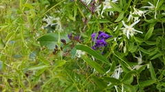 Clematis pubescens