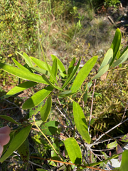 Smilax laurifolia