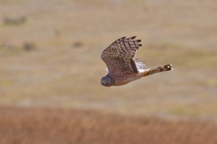 Circus cinereus