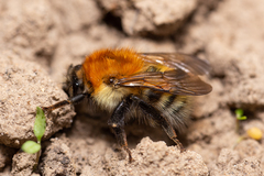 Bombus schrencki