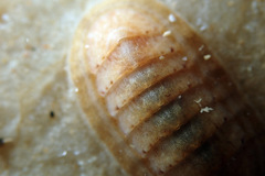 Ischnochiton