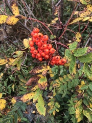 Sorbus