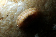 Ischnochiton