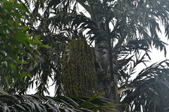 Caryota urens