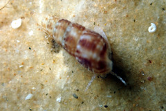 Cacozeliana granarium