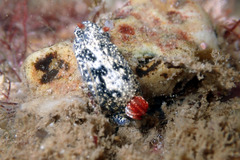 Hypselodoris saintvincentius