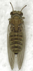 Cryptoneossa triangula