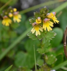 Euphrasia minima