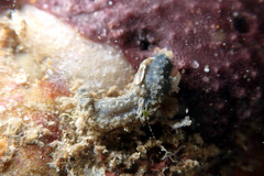 Neoamphicyclus mutans